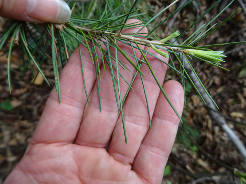 Cedrus deodara ?